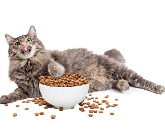 quality pet